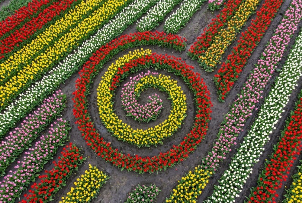 Widok z góry na kolorowe, geometryczne kompozycje kwitnących tulipanów na rabacie ogrodowej, z ciemną ziemią między kwiatami i niewidocznymi pod spodem wytłaczankami.