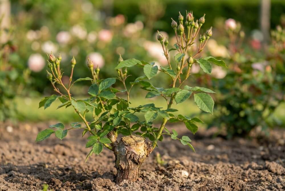 Młoda szczepiona róża z widocznym miejscem okulizacji u nasady i silnym pędem odmiany szlachetnej na tle ogrodu.