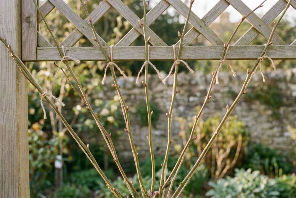 Młoda róża pnąca, której pędy są rozprowadzone wachlarzowo i przywiązane do kratki pergoli.