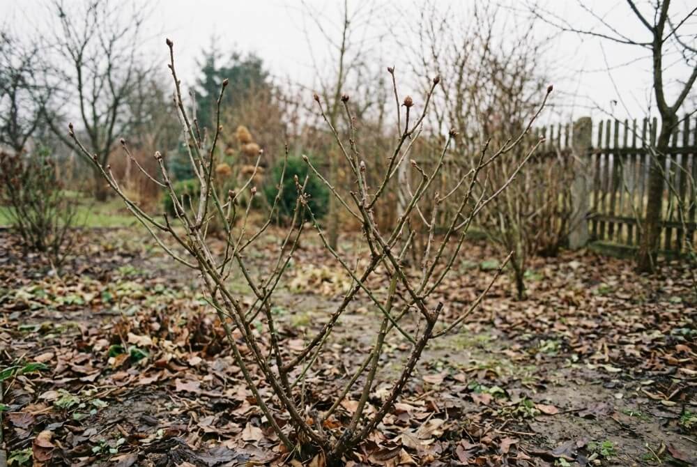 Krzew róży w stanie spoczynku bez liści w jesienno-wiosennym ogrodzie.