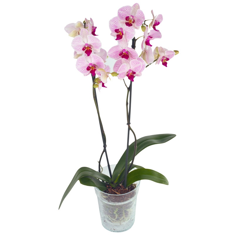 Piękny storczyk doniczkowy fot. e-kwiaty.pl