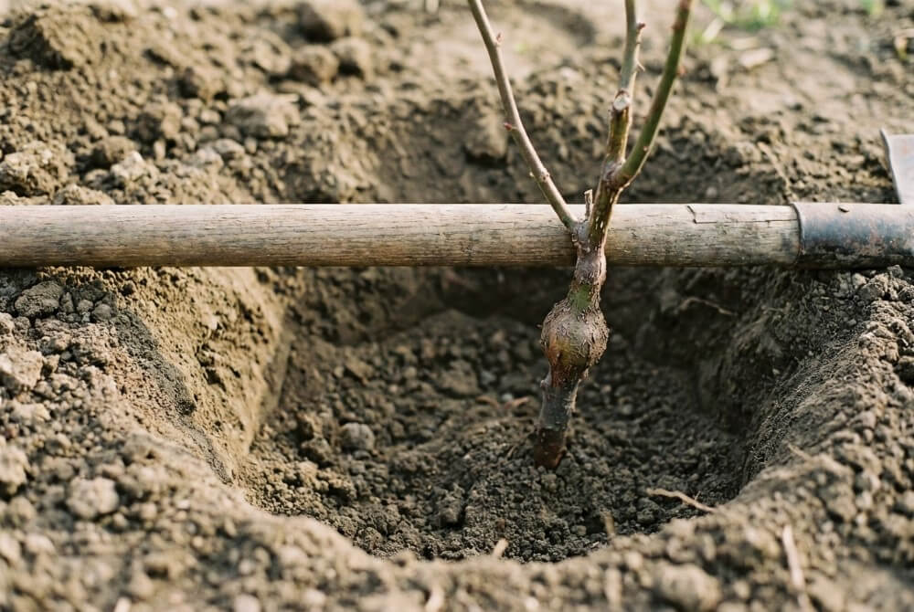 Sprawdzenie głębokości sadzenia róży – miejsce szczepienia znajduje się kilka centymetrów pod poziomem gruntu.