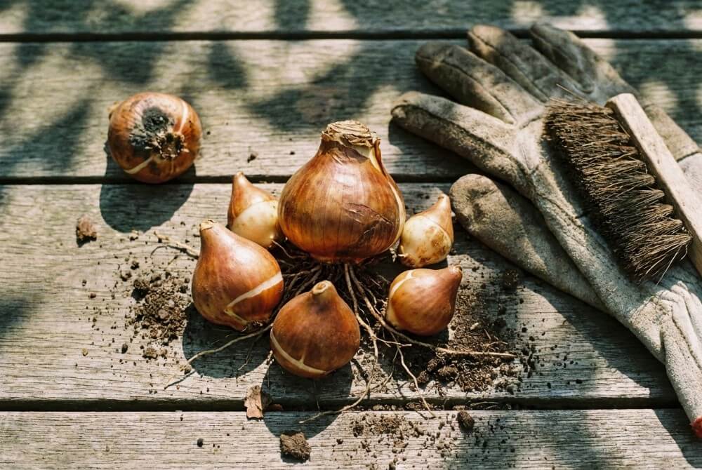 Cebule tulipanów po wykopaniu rozłożone do czyszczenia i selekcji, w tym małe cebulki przybyszowe.